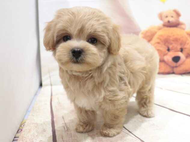大阪府のハーフ犬・ミックス犬 (アミーゴ鳳店/2026年6月7日生まれ/男の子/クリーム)の子犬の4枚目の画像