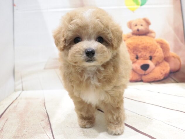 大阪府のハーフ犬・ミックス犬 (アミーゴ鳳店/2026年6月10日生まれ/男の子/オレンジ)の子犬の2枚目の画像