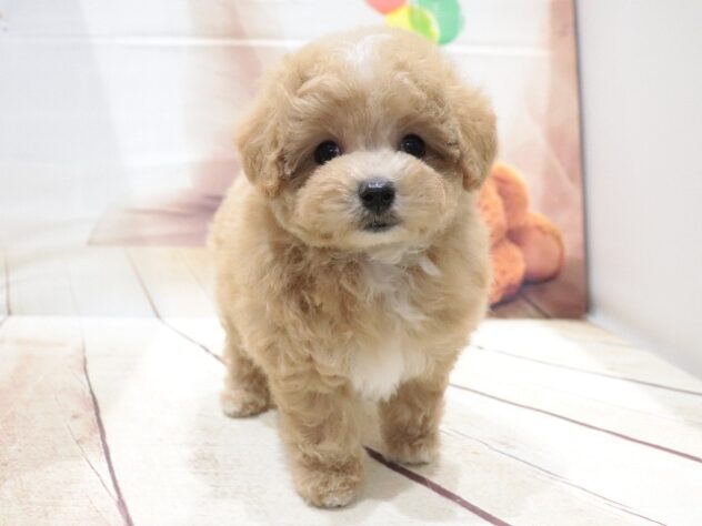 大阪府のハーフ犬・ミックス犬 (アミーゴ鳳店/2026年6月10日生まれ/男の子/オレンジ)の子犬の3枚目の画像