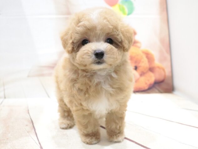 大阪府のハーフ犬・ミックス犬 (アミーゴ鳳店/2026年6月10日生まれ/男の子/オレンジ)の子犬の4枚目の画像