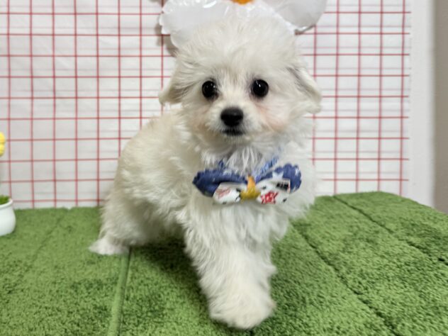 山形県のハーフ犬・ミックス犬 (アミーゴ酒田店/2026年5月31日生まれ/男の子/クリーム)の子犬の2枚目の画像