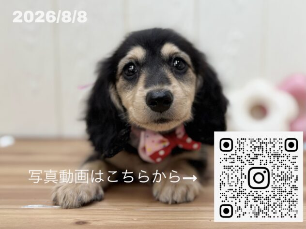広島県のミニチュアダックスフンド(ロング) (アミーゴ大町店/2026年6月11日生まれ/女の子/ブラックタン)の子犬の3枚目の画像
