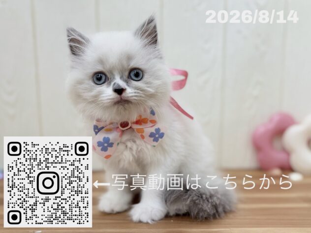 広島県のブリティッシュロングヘアー (アミーゴ大町店/2026年6月15日生まれ/女の子/ブルーホワイト)の子猫の3枚目の画像