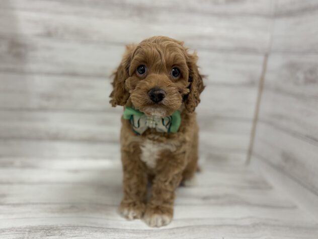 福島県のハーフ犬・ミックス犬 (アミーゴ小名浜店/2026年6月1日生まれ/男の子/アプリコット)の子犬