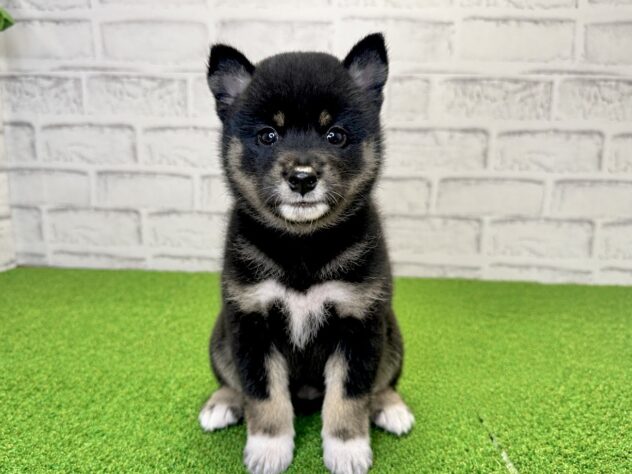 岡山県の柴犬(標準サイズ) (アミーゴ妹尾店/2026年6月10日生まれ/男の子/黒)の子犬の1枚目の画像
