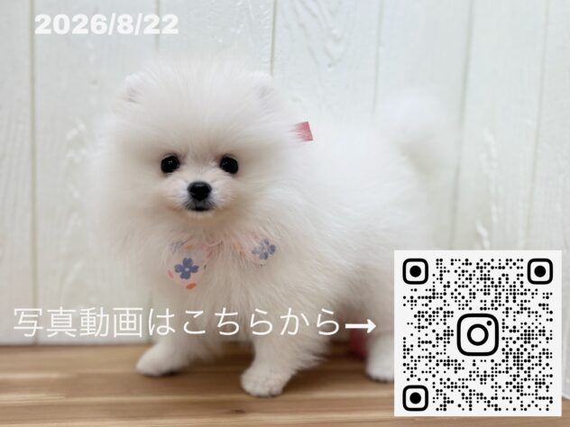 広島県のポメラニアン (アミーゴ大町店/2026年6月16日生まれ/女の子/クリーム)の子犬の3枚目の画像