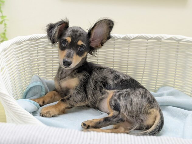 福島県のハーフ犬・ミックス犬 (アミーゴ会津若松店/2026年3月27日生まれ/女の子/シルバーダップル)の子犬の2枚目の画像