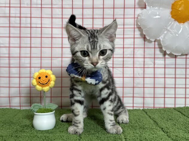 山形県のアメリカンショートヘアー (アミーゴ酒田店/2026年4月20日生まれ/男の子/シルバータビー)の子猫の2枚目の画像