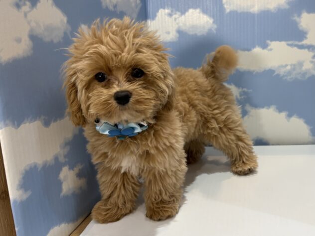 山形県のハーフ犬・ミックス犬 (アミーゴ山形南店/2026年4月12日生まれ/男の子/アプリコット)の子犬の2枚目の画像