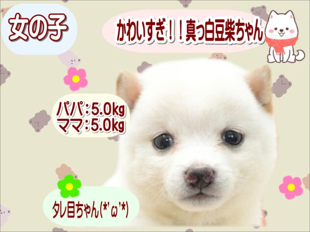 大阪府の豆柴 (アミーゴ鳳店/2026年6月21日生まれ/女の子/白)の子犬の1枚目の画像
