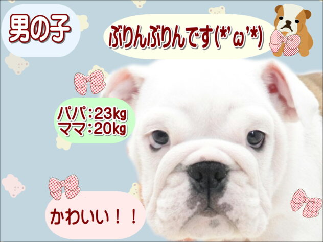 大阪府のブルドッグ (アミーゴ鳳店/2026年6月13日生まれ/男の子/レッドホワイト)の子犬の1枚目の画像