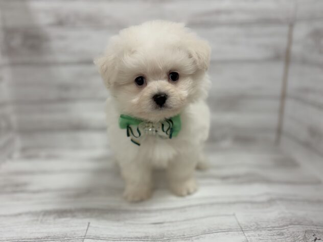 福島県のハーフ犬・ミックス犬 (アミーゴ小名浜店/2026年5月29日生まれ/男の子/06 ホワイト系)の子犬