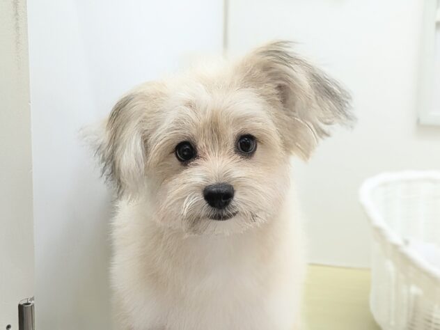 福島県のハーフ犬・ミックス犬 (アミーゴ会津若松店/2026年3月15日生まれ/男の子/11 その他の毛色)の子犬の3枚目の画像