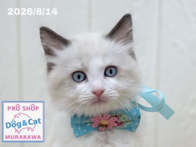 広島県のラグドール (アミーゴ大町店/2026年6月13日生まれ/男の子/シールポイントバイカラー)の子猫の1枚目の画像