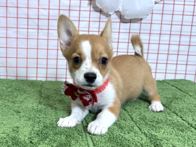 山形県のハーフ犬・ミックス犬 (アミーゴ酒田店/2026年5月18日生まれ/女の子/レッドホワイト)の子犬の2枚目の画像