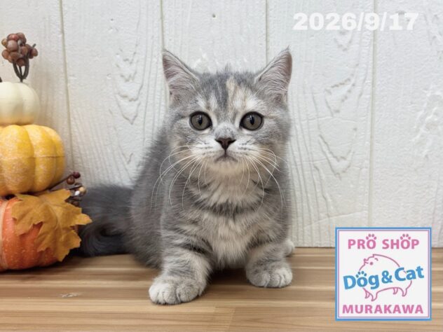 広島県のマンチカン (アミーゴ大町店/2026年6月16日生まれ/女の子/ブルーパッチドタビー)の子猫の1枚目の画像