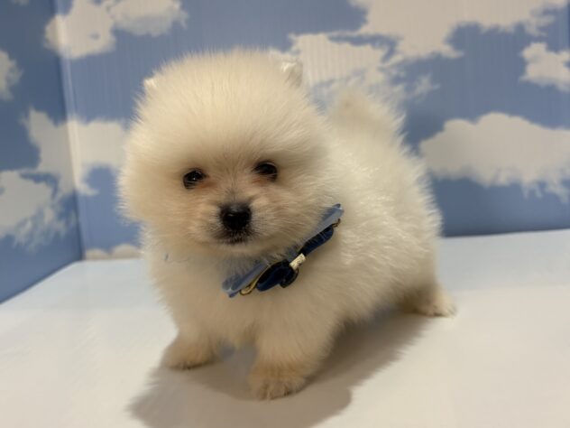 山形県のポメラニアン (アミーゴ山形南店/2026年6月20日生まれ/男の子/ホワイト)の子犬の2枚目の画像
