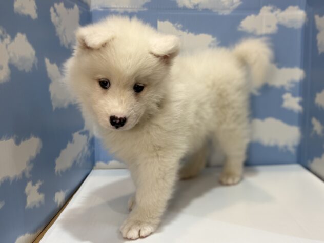 山形県のサモエド (アミーゴ山形南店/2026年6月9日生まれ/男の子/ホワイト)の子犬の2枚目の画像