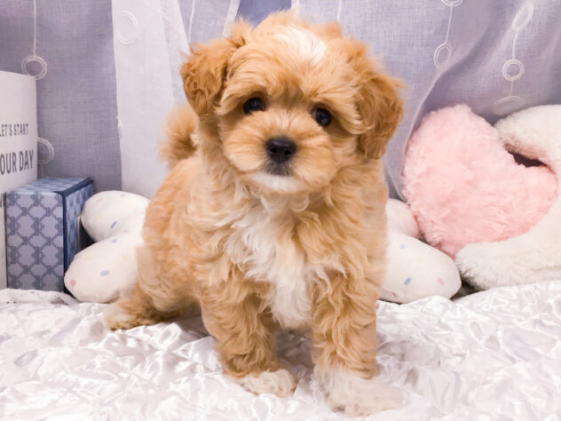 愛知県のハーフ犬・ミックス犬 (アミーゴ知立店/2026年6月3日生まれ/女の子/アプリコット)の子犬の2枚目の画像
