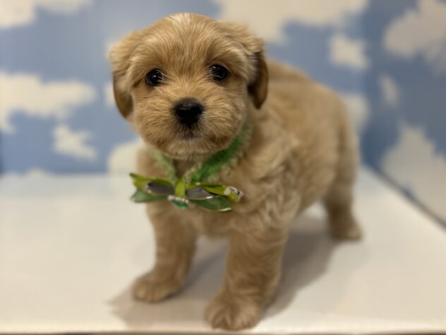 山形県のハーフ犬・ミックス犬 (アミーゴ山形南店/2026年6月21日生まれ/男の子/アプリコット)の子犬の3枚目の画像