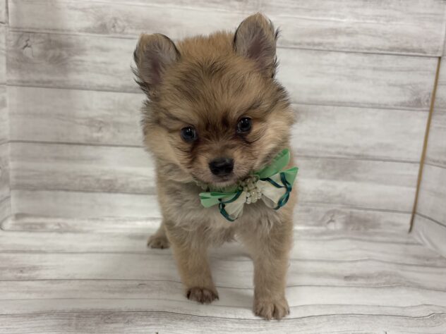 福島県のハーフ犬・ミックス犬 (アミーゴ小名浜店/2026年6月21日生まれ/男の子/オレンジ)の子犬