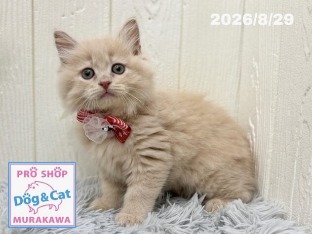 広島県のサイベリアン (アミーゴ大町店/2026年6月27日生まれ/女の子/クリームタビー)の子猫の2枚目の画像