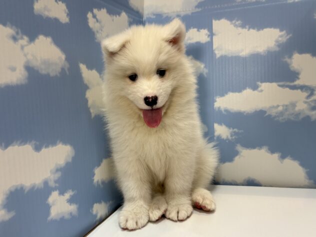 山形県のサモエド (アミーゴ山形南店/2026年6月9日生まれ/男の子/ホワイト)の子犬の1枚目の画像