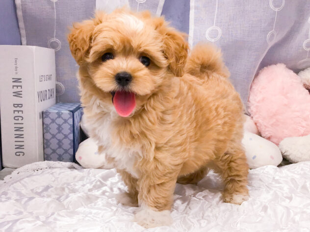 愛知県のハーフ犬・ミックス犬 (アミーゴ知立店/2026年6月3日生まれ/女の子/アプリコット)の子犬の1枚目の画像