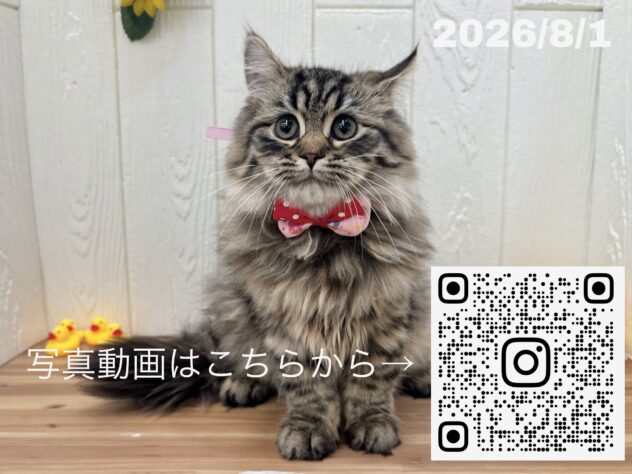 広島県のサイベリアン (アミーゴ大町店/2026年4月6日生まれ/女の子/ブラウンタビー)の子猫の3枚目の画像