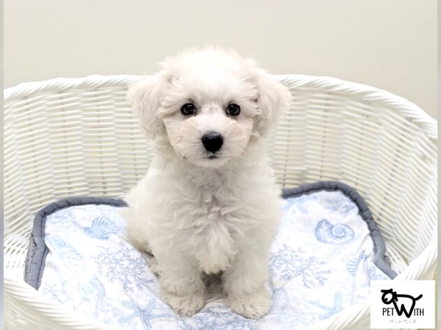 福島県の超小型犬 (アミーゴ会津若松店/2026年5月30日生まれ/男の子/06 ホワイト系)の子犬