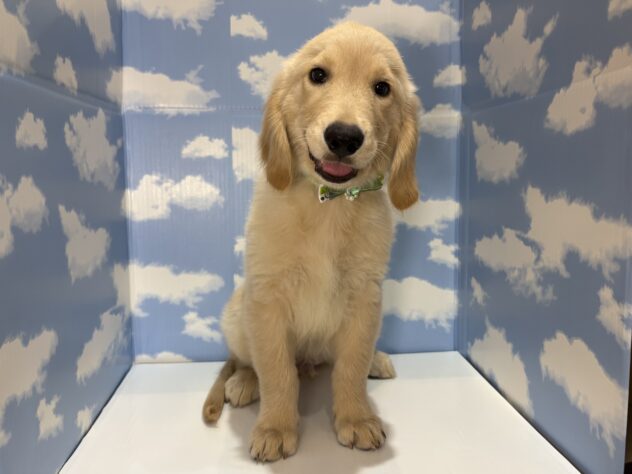 山形県のゴールデンレトリバー (アミーゴ山形南店/2026年5月3日生まれ/男の子/クリーム)の子犬