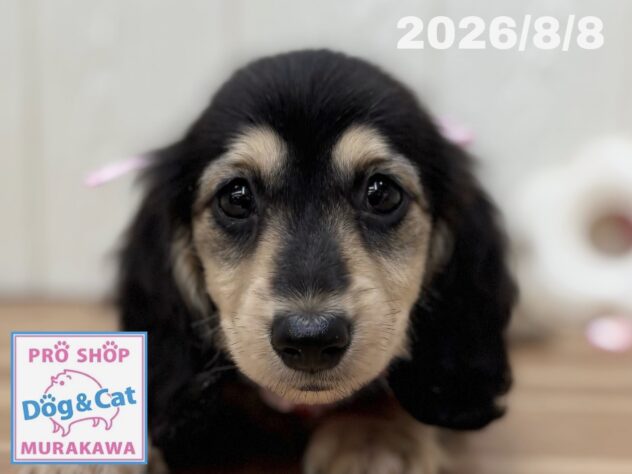 広島県のミニチュアダックスフンド(ロング) (アミーゴ大町店/2026年6月11日生まれ/女の子/ブラックタン)の子犬の1枚目の画像