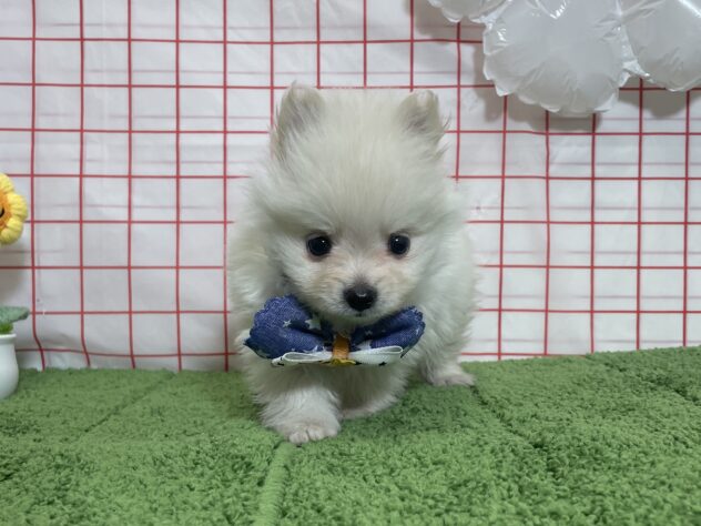 山形県のハーフ犬・ミックス犬 (アミーゴ酒田店/2026年6月30日生まれ/男の子/クリームホワイト)の子犬の2枚目の画像