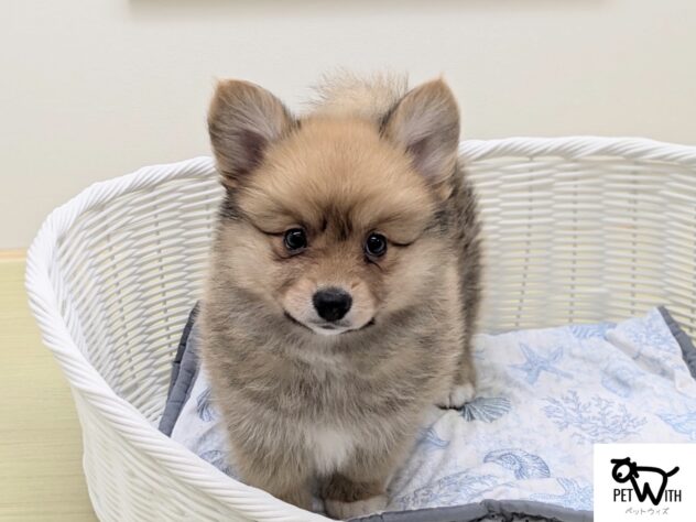 福島県のハーフ犬・ミックス犬 (アミーゴ会津若松店/2026年6月2日生まれ/男の子/02 レッド系)の子犬の1枚目の画像