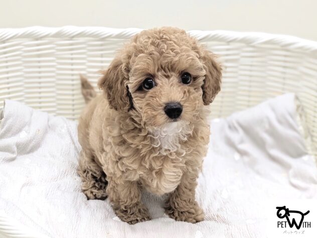 福島県のトイプードル(トイ) (アミーゴ会津若松店/2026年6月21日生まれ/女の子/オレンジフォーン)の子犬の1枚目の画像