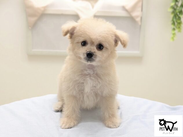 福島県のハーフ犬・ミックス犬 (アミーゴ会津若松店/2026年6月8日生まれ/男の子/04 クリーム系)の子犬の1枚目の画像