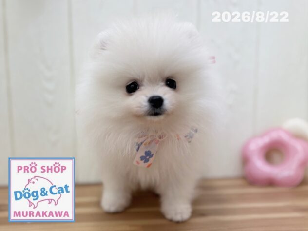 広島県のポメラニアン (アミーゴ大町店/2026年6月16日生まれ/女の子/クリーム)の子犬の3枚目の画像