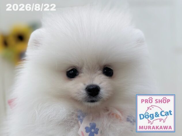 広島県のポメラニアン (アミーゴ大町店/2026年6月16日生まれ/女の子/クリーム)の子犬の1枚目の画像