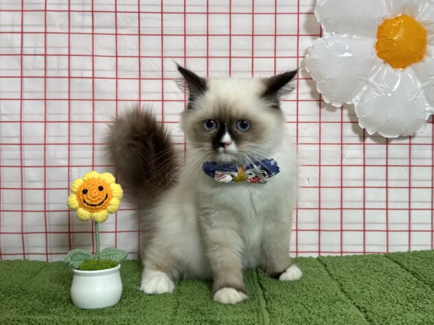 山形県のラグドール (アミーゴ酒田店/2026年4月12日生まれ/男の子/シールポイントバイカラー)の子猫の2枚目の画像