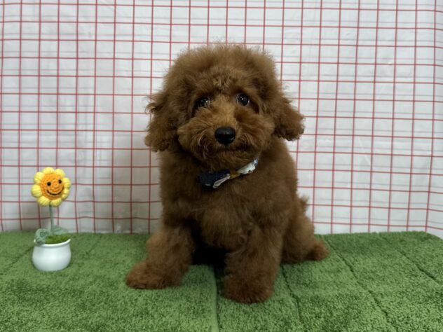山形県のトイプードル(トイ) (アミーゴ酒田店/2026年4月20日生まれ/男の子/レッドフォーン)の子犬の1枚目の画像