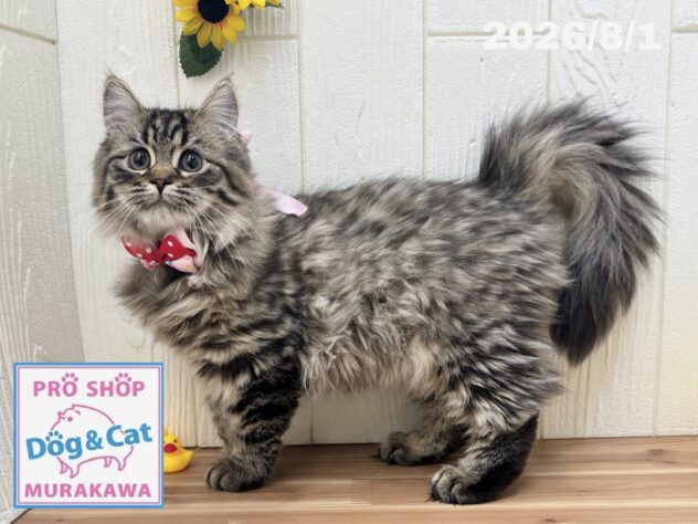 広島県のサイベリアン (アミーゴ大町店/2026年4月6日生まれ/女の子/ブラウンタビー)の子猫の2枚目の画像
