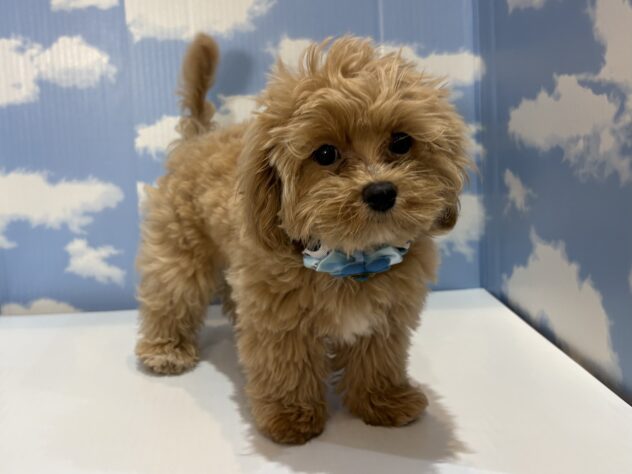 山形県のハーフ犬・ミックス犬 (アミーゴ山形南店/2026年4月12日生まれ/男の子/アプリコット)の子犬の1枚目の画像