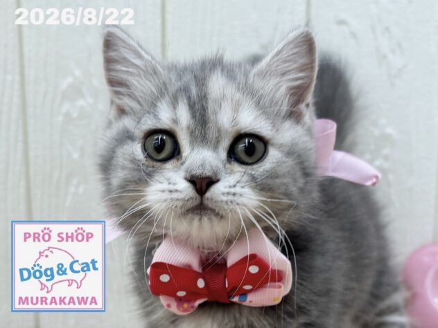 広島県のマンチカン (アミーゴ大町店/2026年6月16日生まれ/女の子/ブルーパッチドタビー)の子猫の1枚目の画像