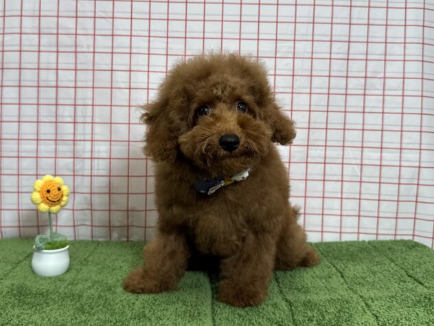山形県のトイプードル(トイ) (アミーゴ酒田店/2026年4月20日生まれ/男の子/レッドフォーン)の子犬の2枚目の画像