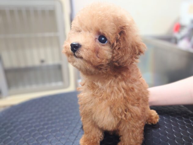 岡山県のトイプードル(トイ) (アミーゴ中庄店/2026年6月17日生まれ/男の子/レッドフォーン)の子犬の2枚目の画像