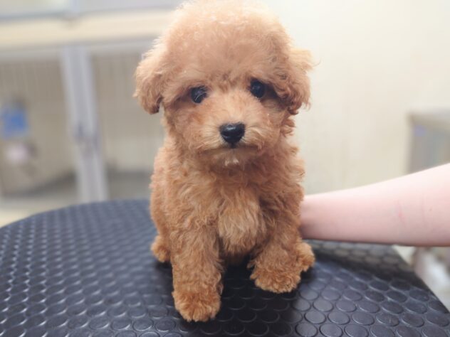 岡山県のトイプードル(トイ) (アミーゴ中庄店/2026年6月17日生まれ/男の子/レッドフォーン)の子犬の1枚目の画像