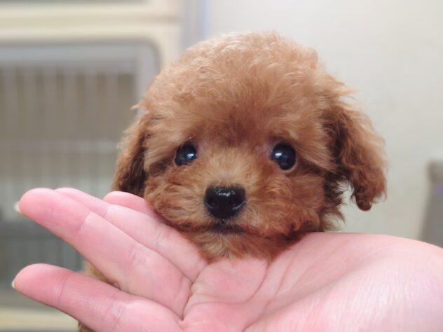岡山県のトイプードル(トイ) (アミーゴ中庄店/2026年6月17日生まれ/女の子/レッドフォーン)の子犬の3枚目の画像