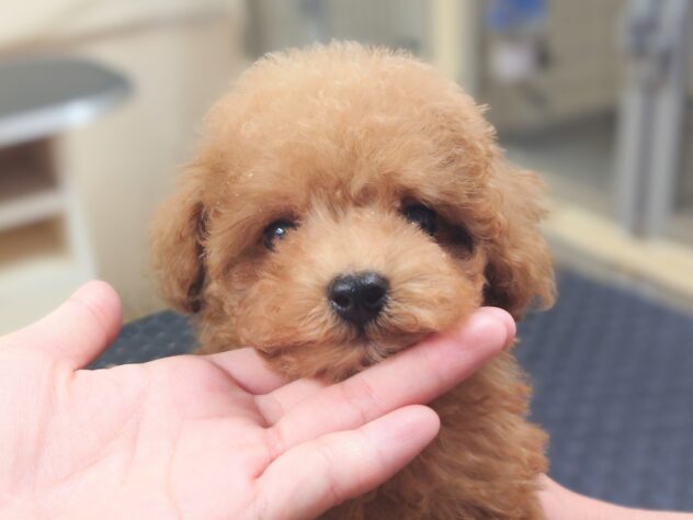 岡山県のトイプードル(トイ) (アミーゴ中庄店/2026年6月17日生まれ/男の子/レッドフォーン)の子犬の4枚目の画像