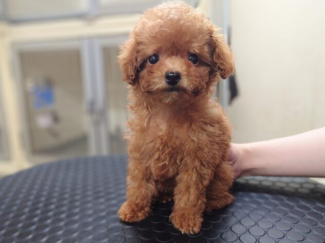 岡山県のトイプードル(トイ) (アミーゴ中庄店/2026年6月17日生まれ/女の子/レッドフォーン)の子犬の1枚目の画像