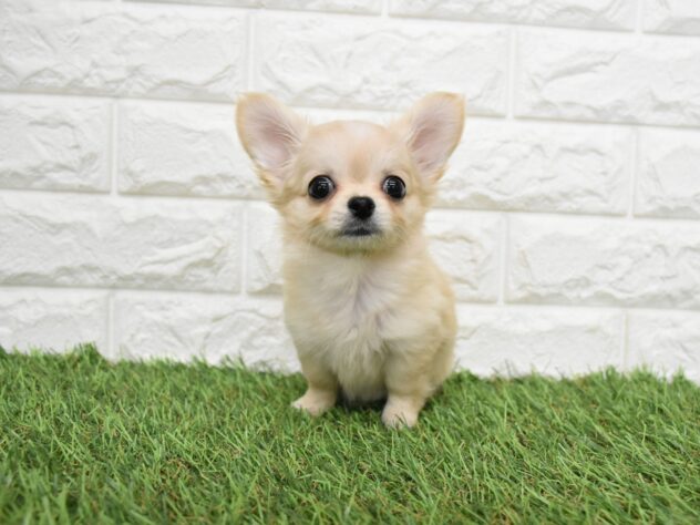 新潟県のハーフ犬・ミックス犬 (アミーゴ新潟小新店/2026年6月15日生まれ/女の子/クリーム)の子犬の3枚目の画像